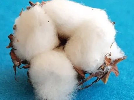 coton